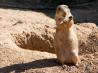 Ein Pr�riehund am knabbern.