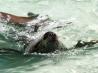Da wird man neidisch: Seel�wen im k�hlen Wasser