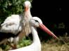 Freiwillige G�ste des Zoos: Wei�storche